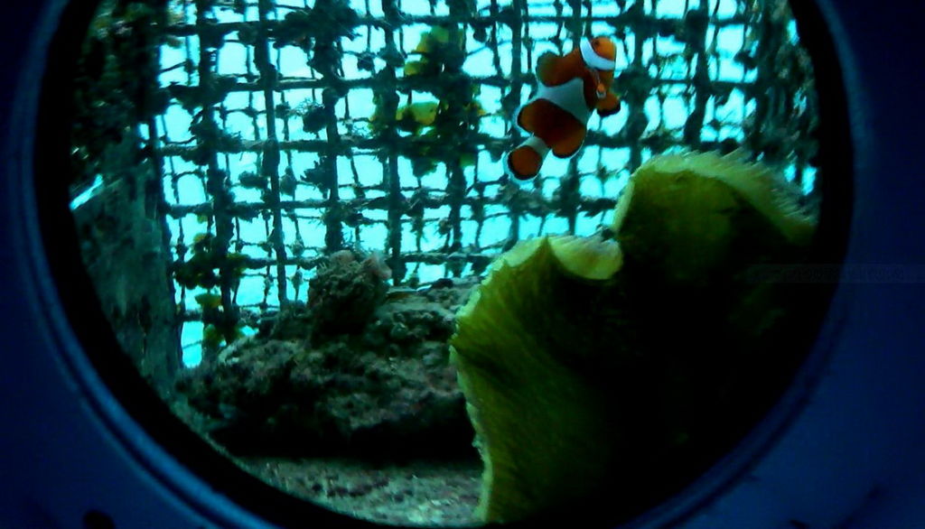 『ブセナ海中公園』　　絶対行きたい《フォトリップ》