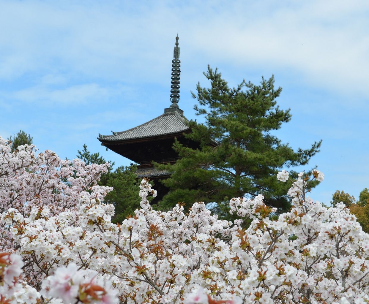 『仁和寺』　　絶対行きたい《フォトリップ》